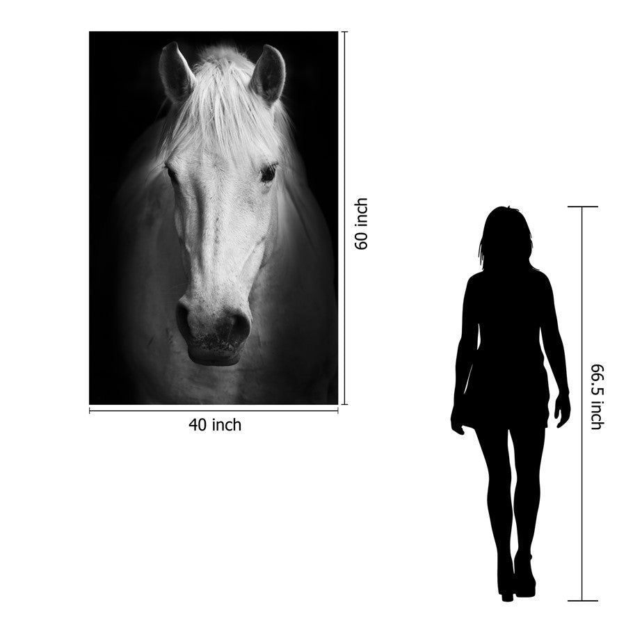 Classy Living White Horse 40x60in Frameless Glass Wall Art | Contemporary Black & White Horse Photography | Living Room & Office Decor | 40 | Model SF1375