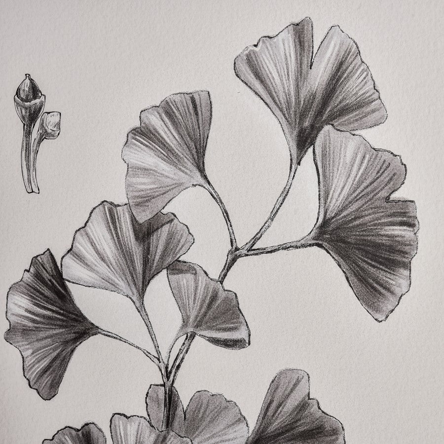 Atlas Lighting Foliage II 18x24in Framed Wall Art | Ivory Fabric on Black Wood Frame | Living Room & Bedroom Decor | Model WA11051-02