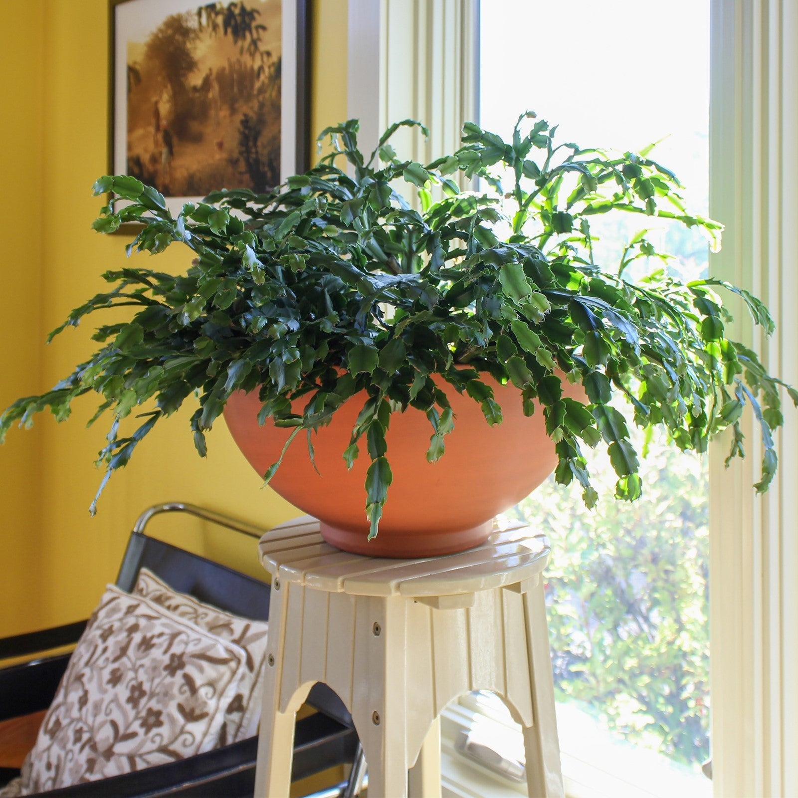 ACHLA Solaria Small Bowl Planter 16in | Burnt Sienna Galvanized Steel and Black Wrought Iron | Indoor & Outdoor Cactus & Succulent | Model C-60BS