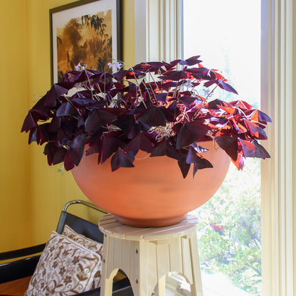 ACHLA Solaria Large Bowl 20in Decorative Bowl | Burnt Sienna Galvanized Steel and Black Wrought Iron | Indoor & Outdoor Planter | Model C-61BS