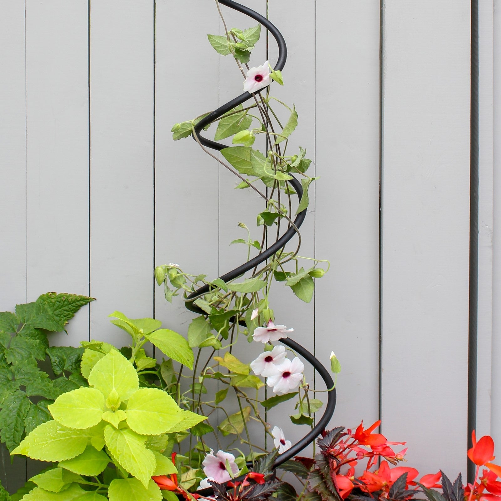 ACHLA Spiral Trellis 42in | Black Wrought Iron Container Trellis | Patio & Garden Climbing Plant Support | 8 x 8 x 42 in | Model FST-01