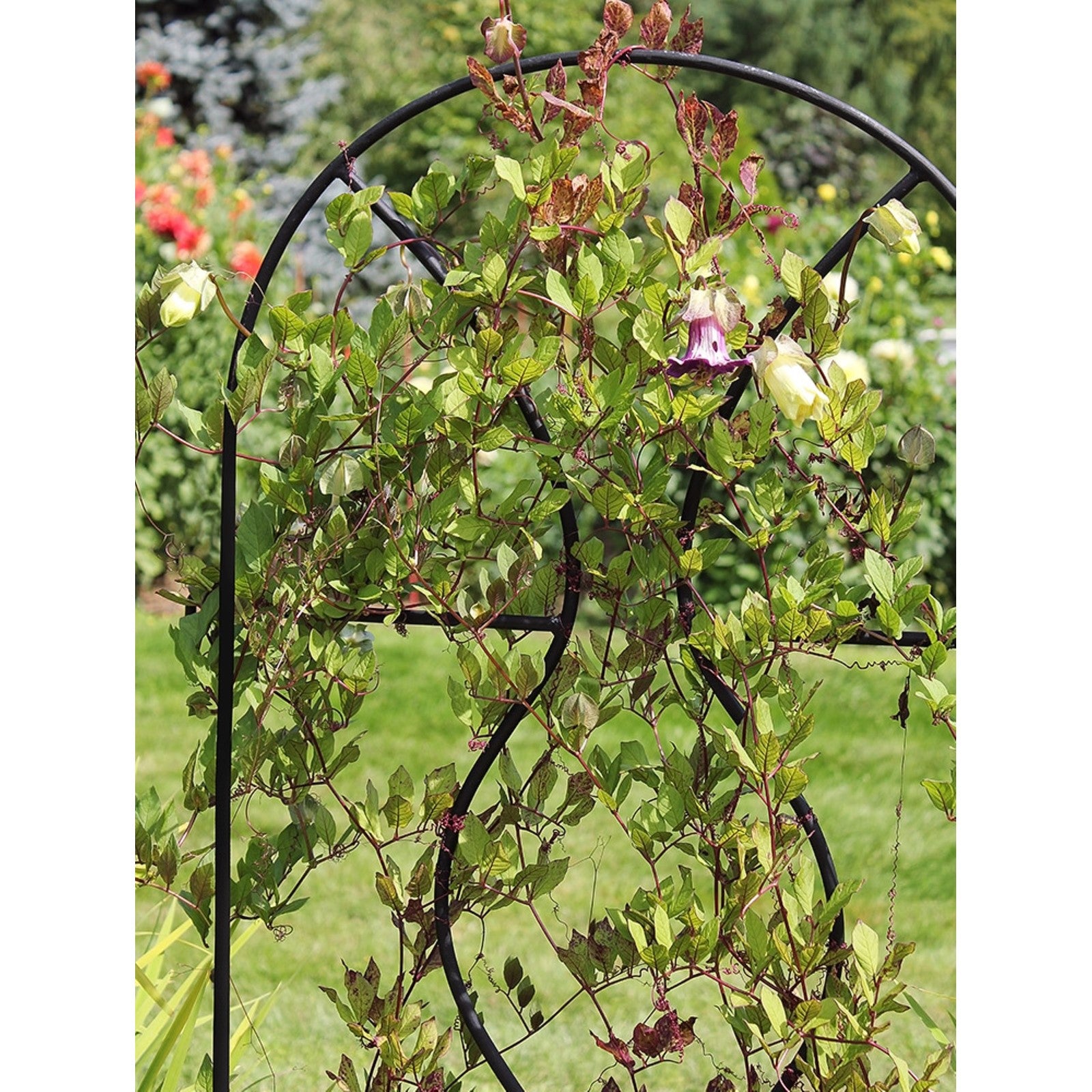 ACHLA Orangery Trellis 24in Wrought Iron | Garden & Privacy Screen | Black Powder Coat | 24 x 0.5 x 65 in | Model FT-11