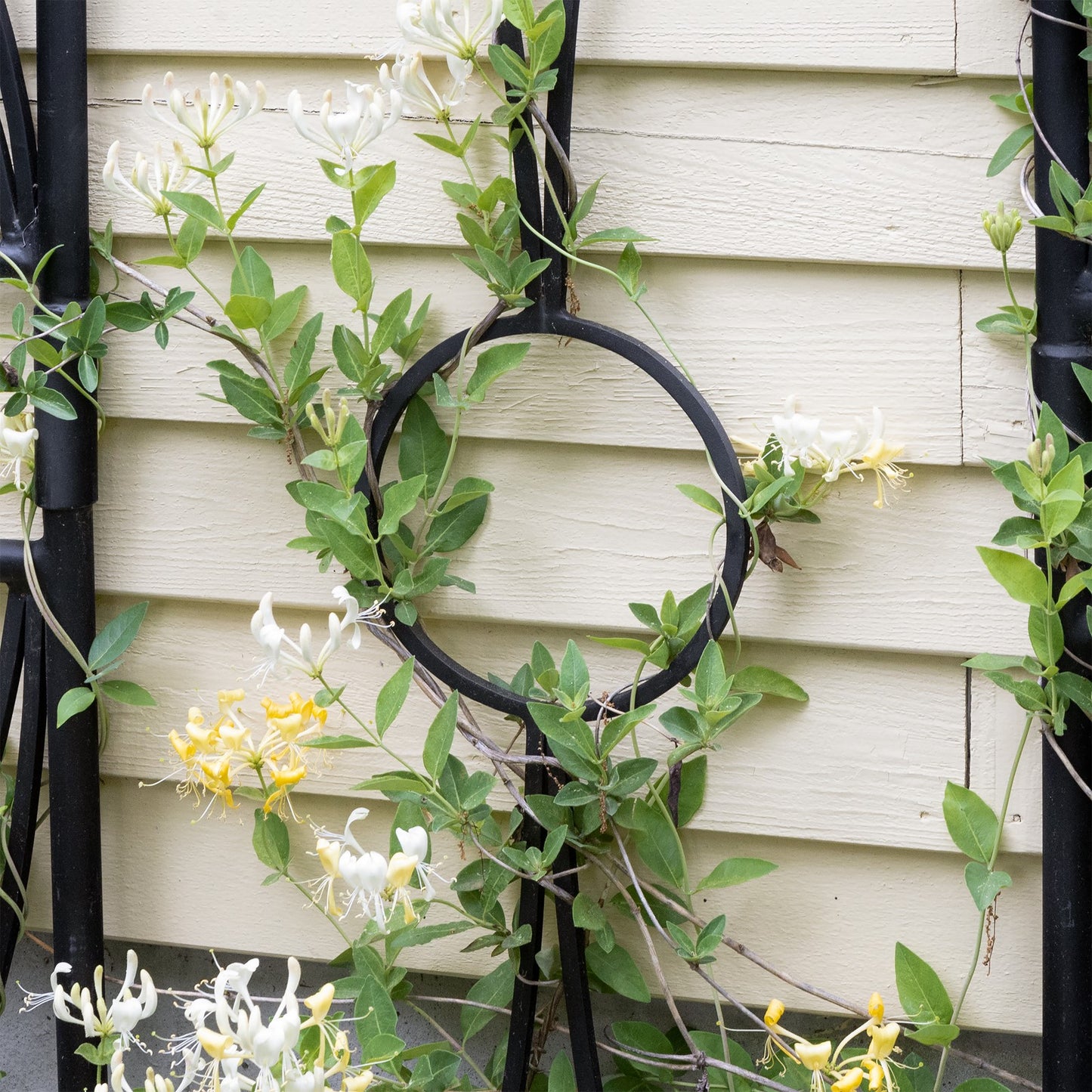 ACHLA Aurora Trellis Center Link | Black Powdercoat Wrought Iron | Garden & Patio Plant Support | 86 in H, Connects Modular Trellises | Model FT-34