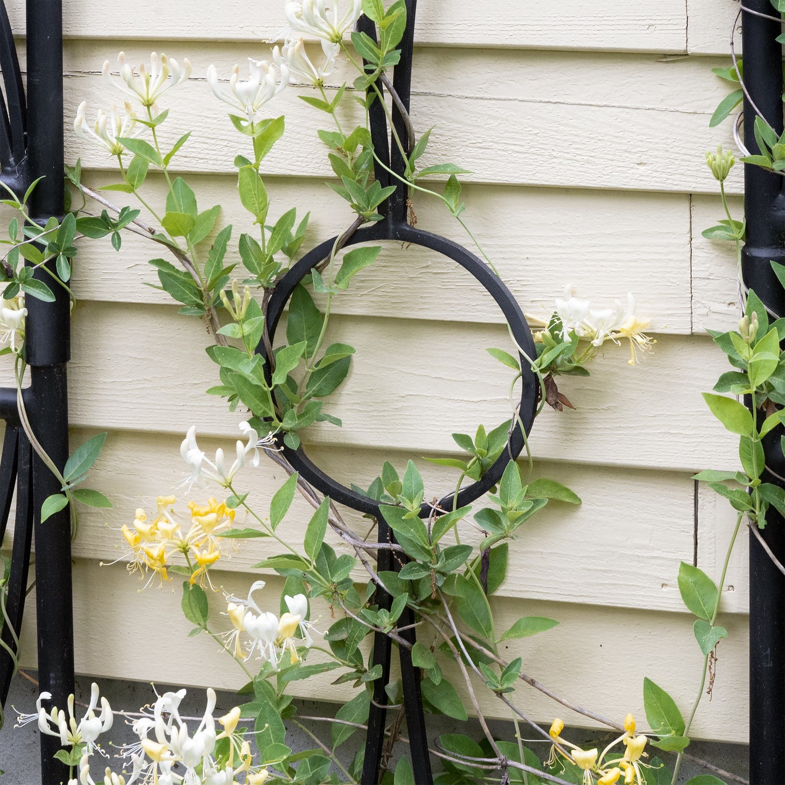 ACHLA Aurora Trellis Center Link | Black Powdercoat Wrought Iron | Garden & Patio Plant Support | 86 in H, Connects Modular Trellises | Model FT-34