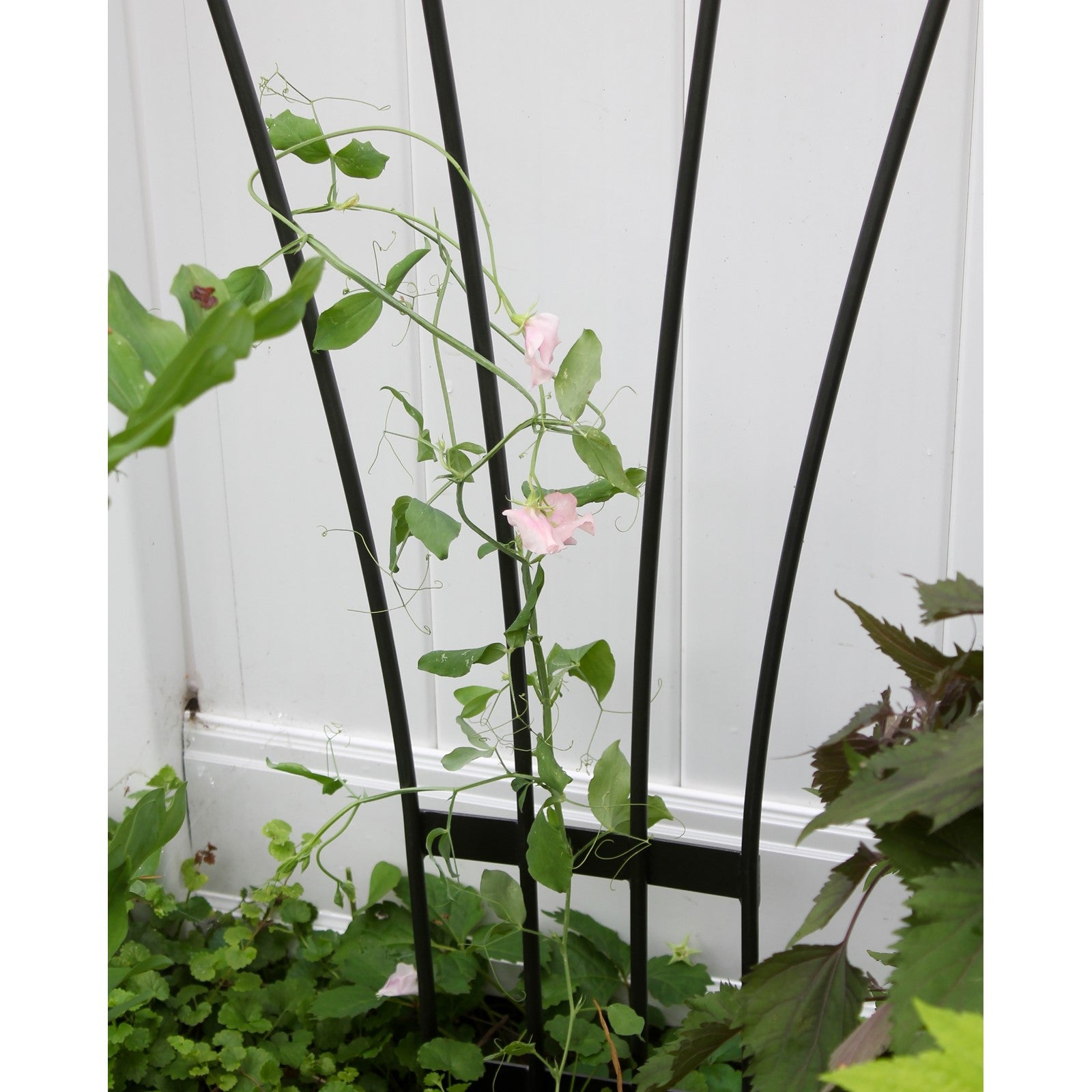 ACHLA Fan Trellis I | Iron Graphite Garden Trellis | Climbing Plants & Cottage Garden Support | 38 x 56 x 0.5 in | Model FT-37G