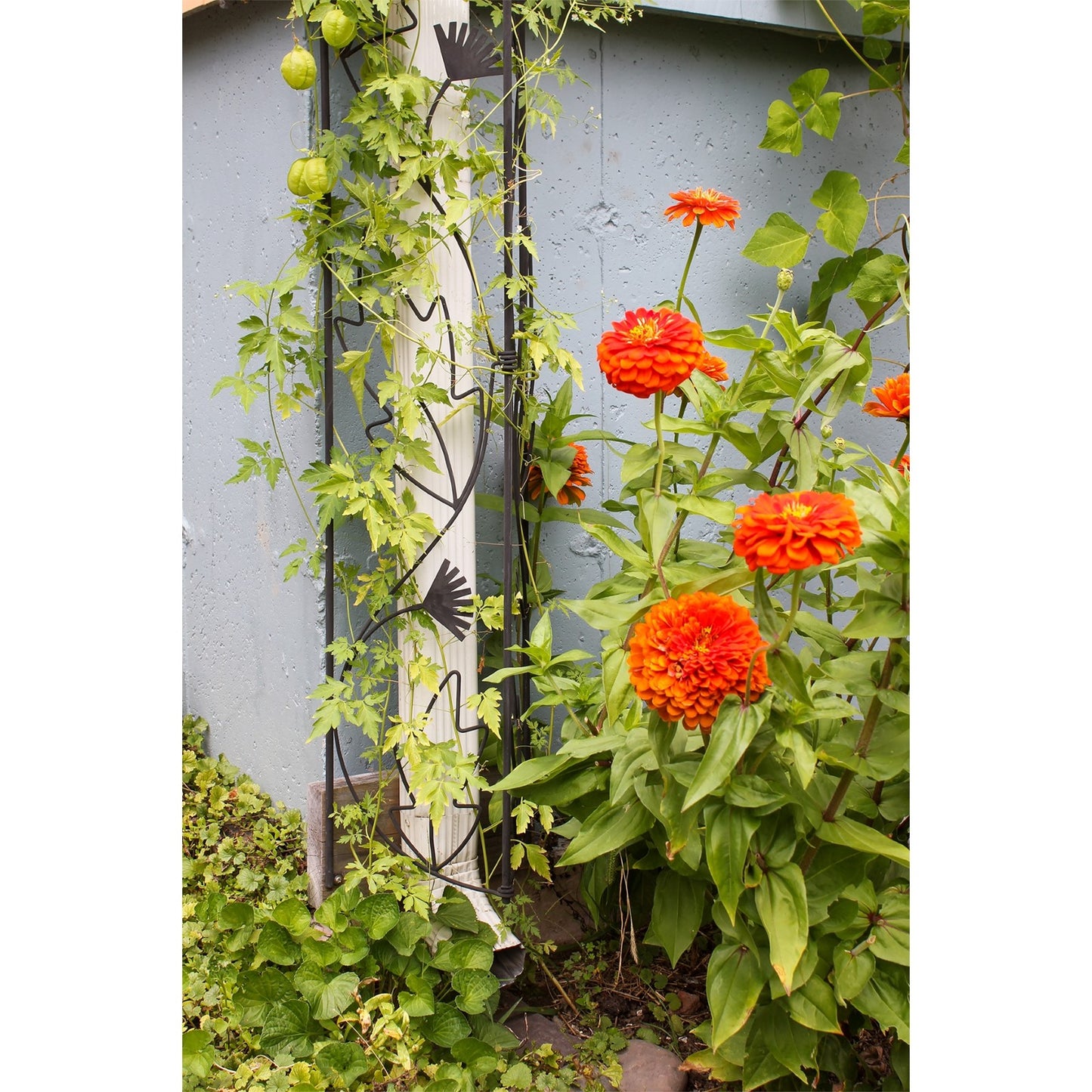 ACHLA Downspout Trellis 92in Tall | Traditional Wrought Iron Black Powdercoat | Garden Bed & Potted Plant Vertical Support | Model FT-47