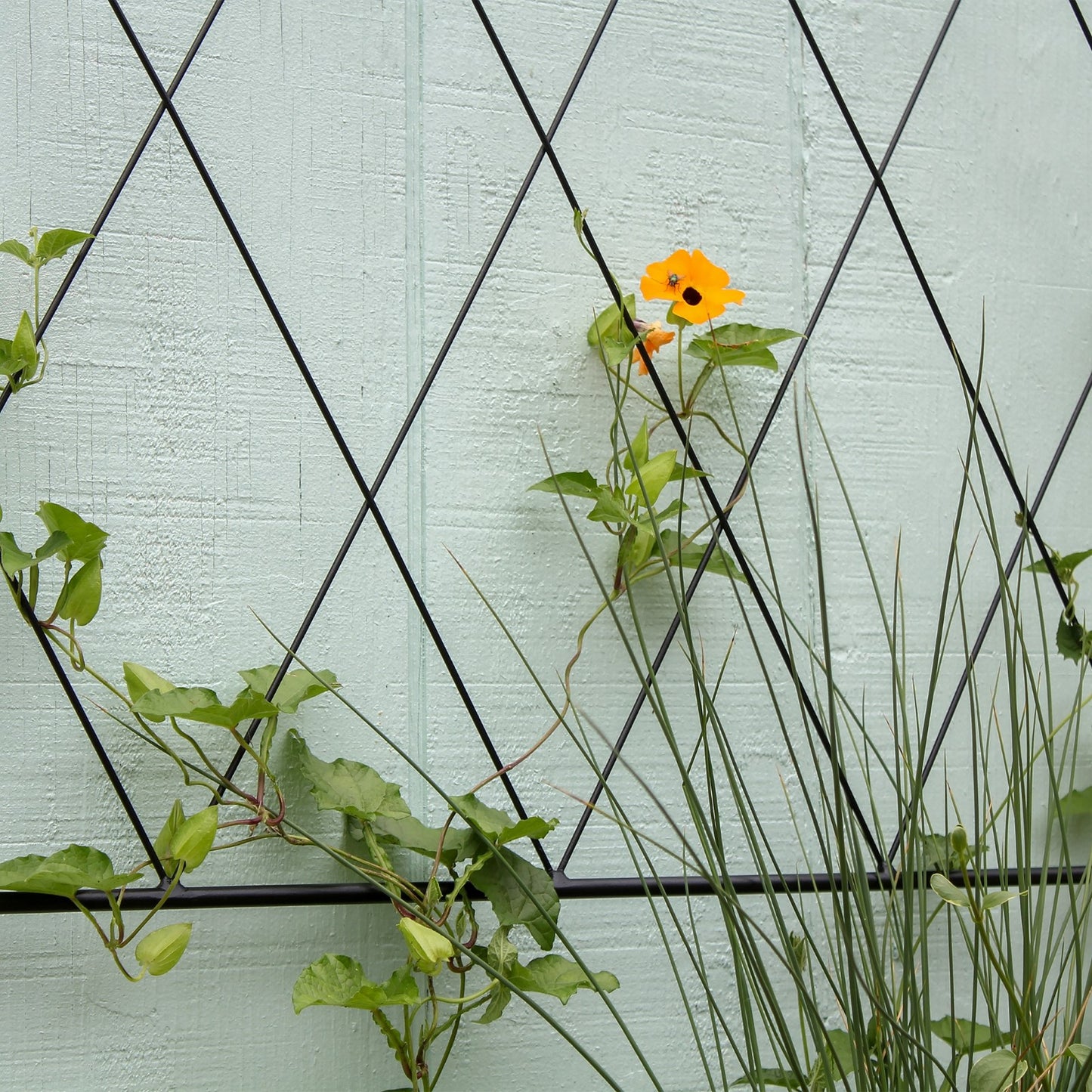 ACHLA Oxfordshire Trellis Extension 46in | Traditional Black Wrought Iron | Outdoor Wall Trellis for Roses & Climbing Vines | Model FT-54E