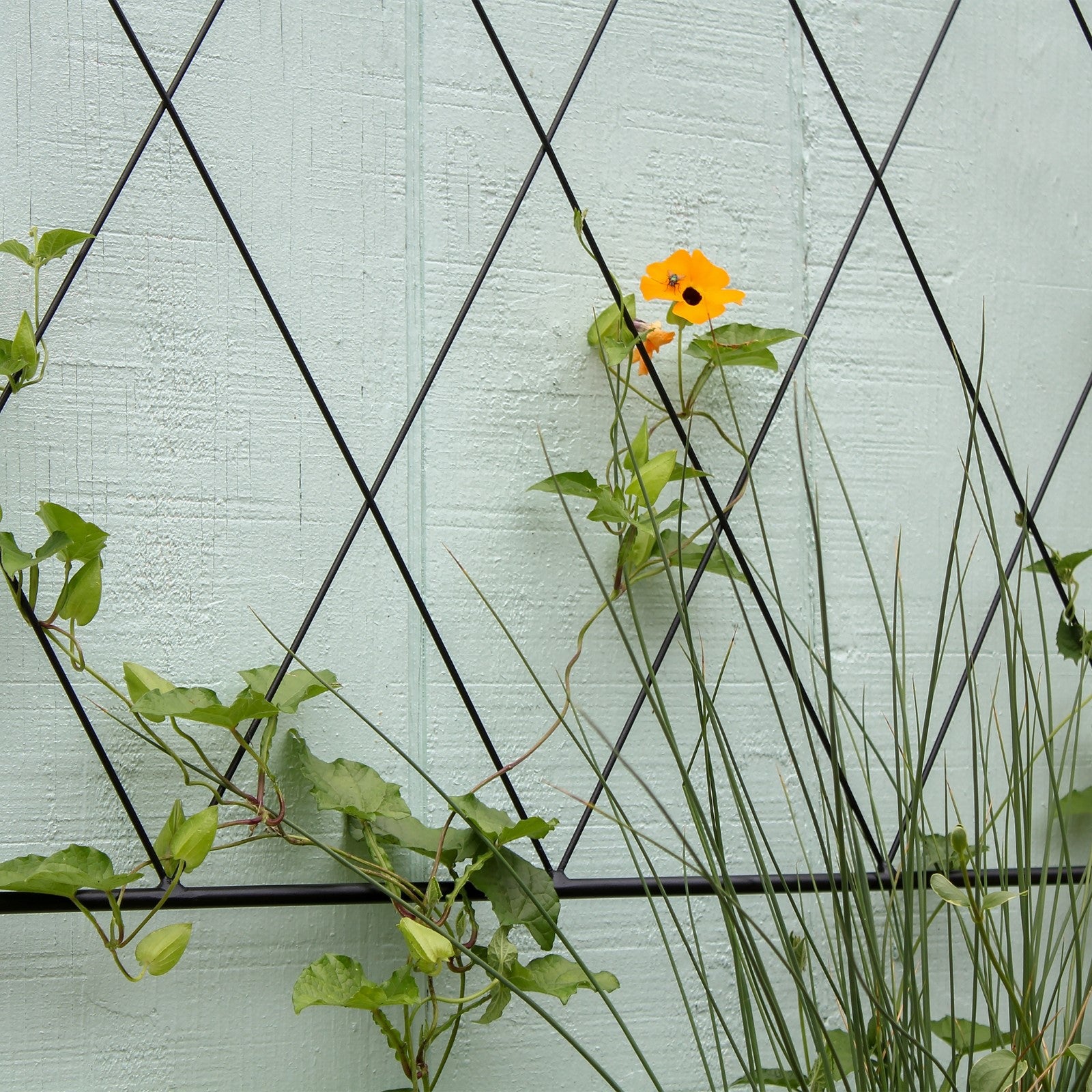 ACHLA Oxfordshire Trellis Extension 46in | Traditional Black Wrought Iron | Outdoor Wall Trellis for Roses & Climbing Vines | Model FT-54E