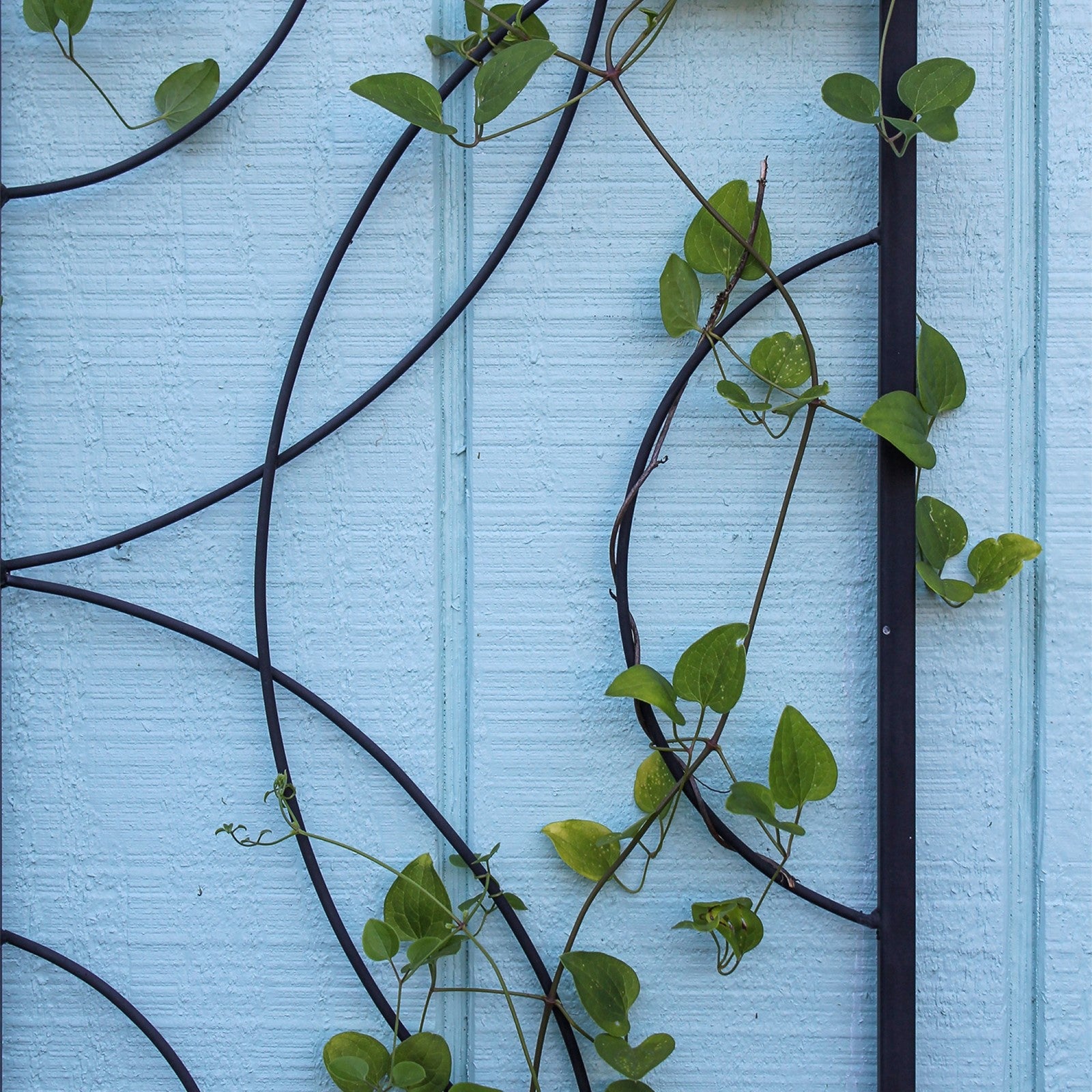ACHLA Corona Trellis Set of 2 | Wrought Iron Black Powdercoat | Outdoor Garden Wall Support for Roses & Vines | 13.25 x 0.5 x 42 in Each | Model FT-55