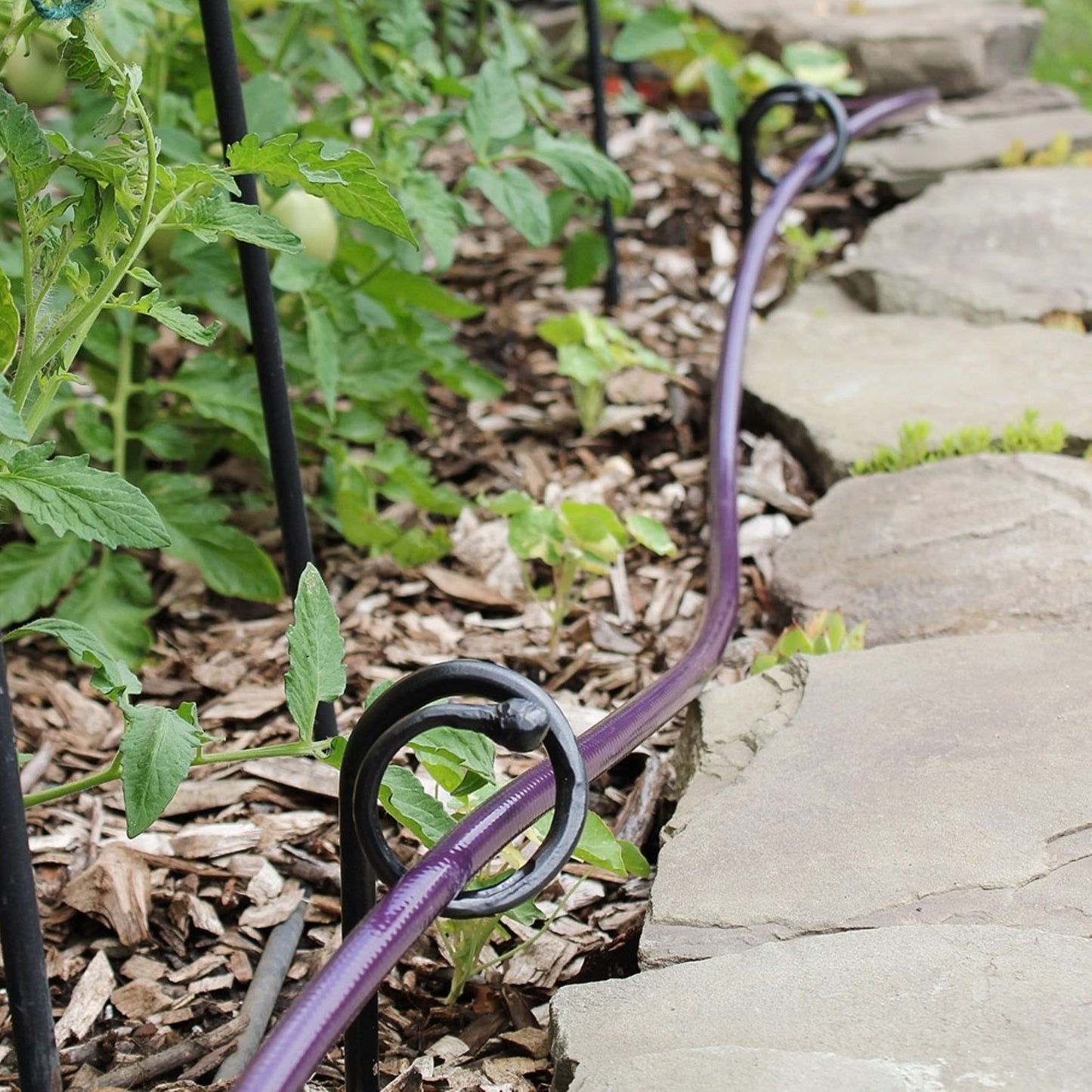 ACHLA Ball End Hose Guard 6-Pack | Wrought Iron Graphite Powdercoat | Garden Bed & Pathway Guide | 14 in H | Model HG-01-6