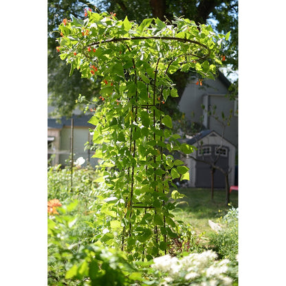 ACHLA Mushroom Trellis I 36in Dia Garden Trellis | Roman Bronze Wrought Iron | Outdoor Vine & Climbing Plant Support | 36 x 36 x 72 in | Model PYL-09