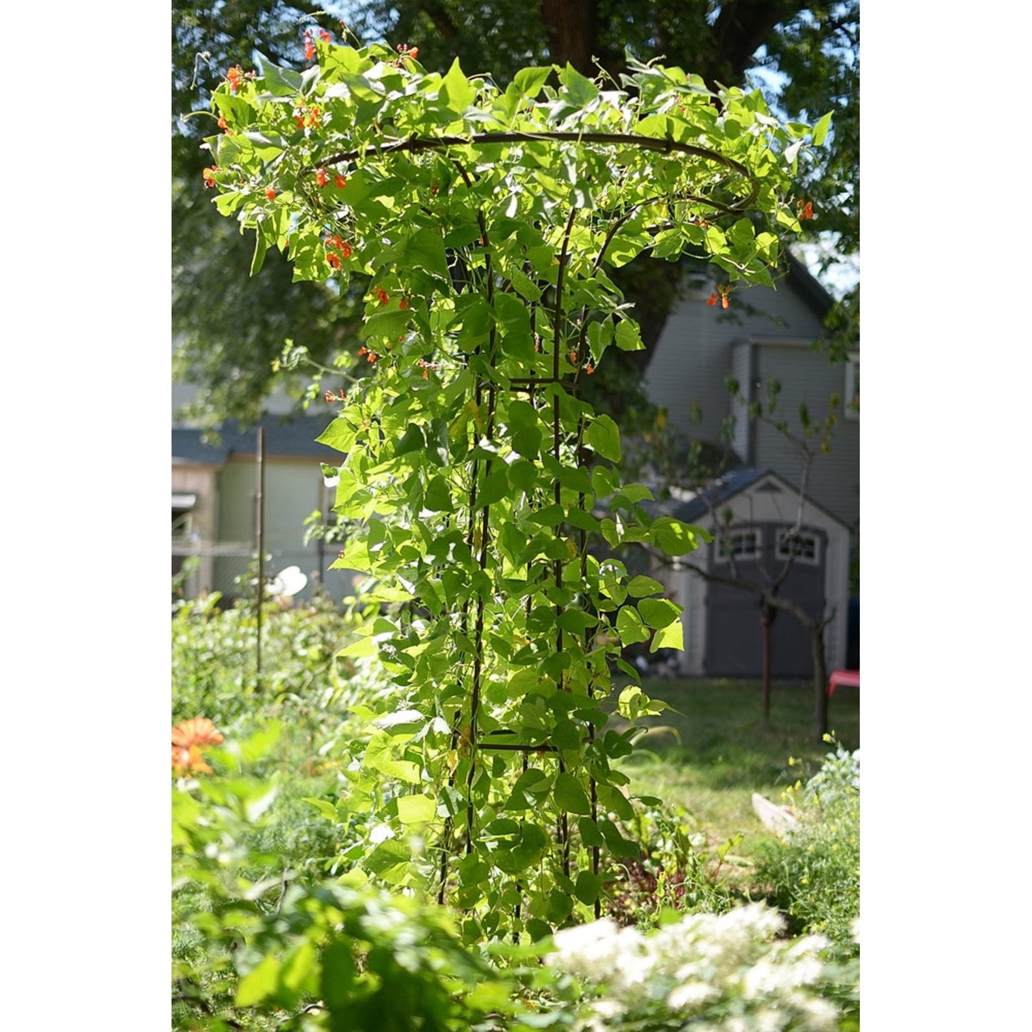 ACHLA Mushroom Trellis I 36in Dia Garden Trellis | Roman Bronze Wrought Iron | Outdoor Vine & Climbing Plant Support | 36 x 36 x 72 in | Model PYL-09