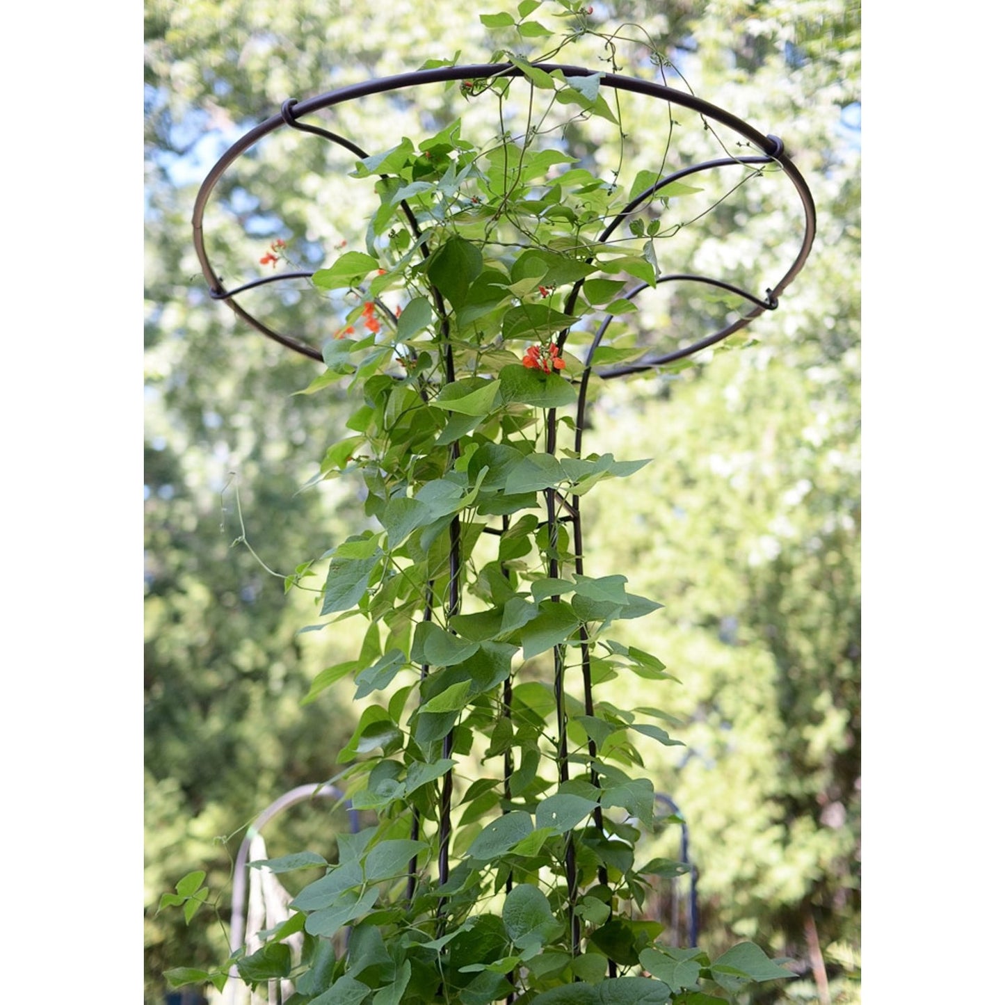 ACHLA Mushroom Trellis I 36in Dia Garden Trellis | Roman Bronze Wrought Iron | Outdoor Vine & Climbing Plant Support | 36 x 36 x 72 in | Model PYL-09