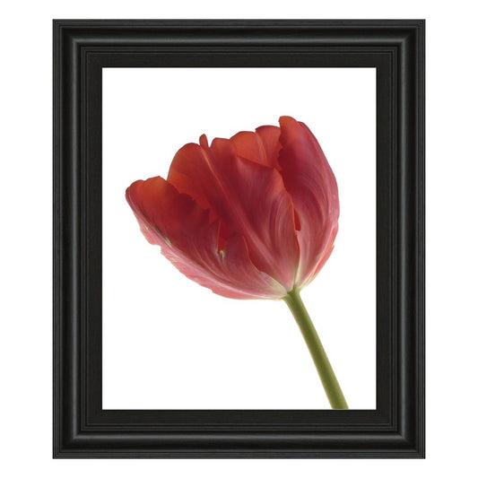 Classy Living Red Tulip Wall Art 22x26in | Contemporary Botanical Print in Midnight Aura Frame | Living Room & Bedroom Decor | 22 x 26 x 1 in | Model 4787