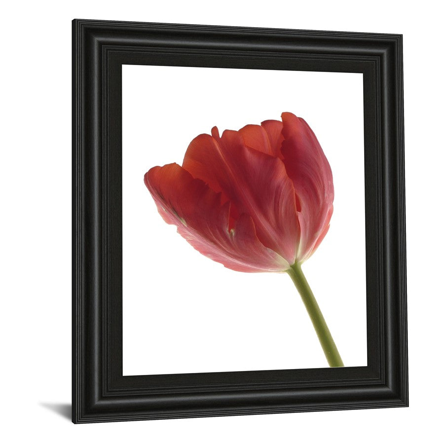 Classy Living Red Tulip Wall Art 22x26in | Contemporary Botanical Print in Midnight Aura Frame | Living Room & Bedroom Decor | 22 x 26 x 1 in | Model 4787