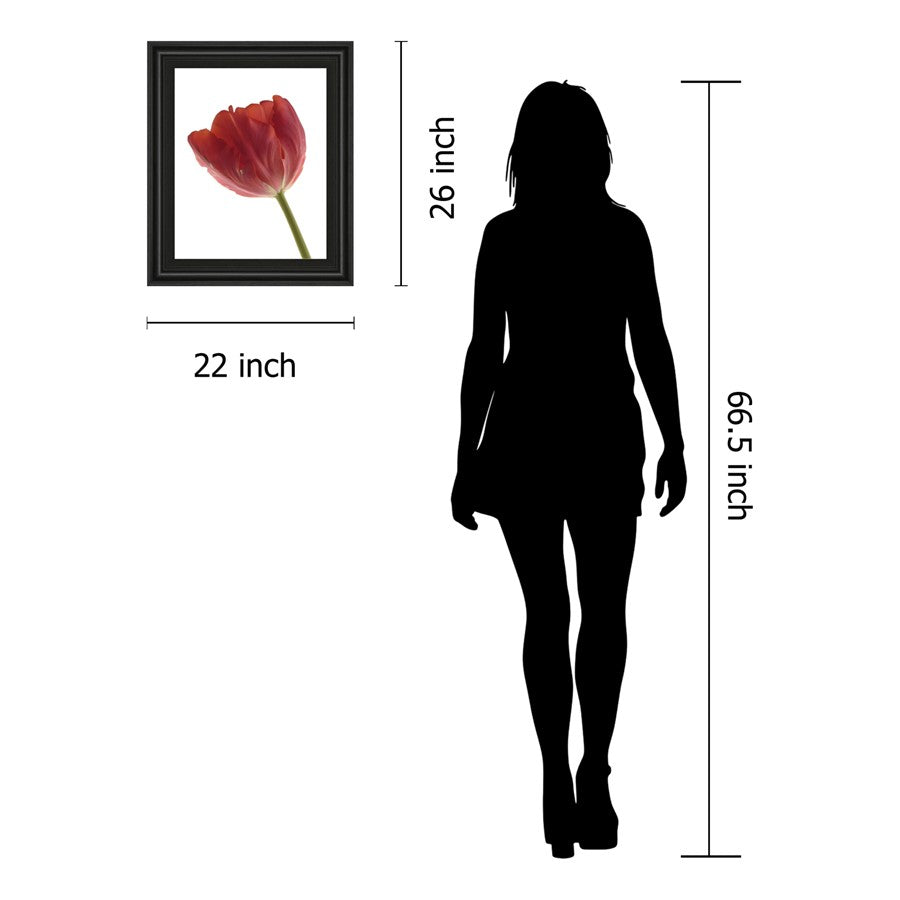 Classy Living Red Tulip Wall Art 22x26in | Contemporary Botanical Print in Midnight Aura Frame | Living Room & Bedroom Decor | 22 x 26 x 1 in | Model 4787