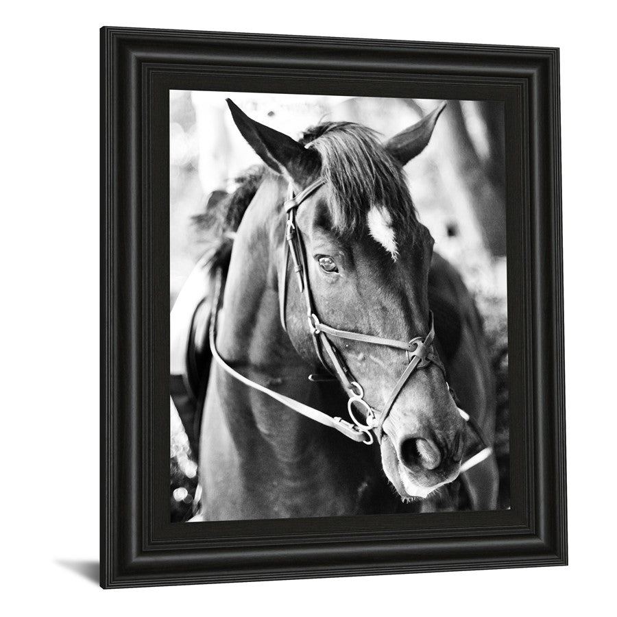 Classy Living Equestrian Grace 22x26in Wall Art | Contemporary Horse Portrait in Midnight Aura Frame | Living Room & Office Decor | 22 x 26 x | Model 8019