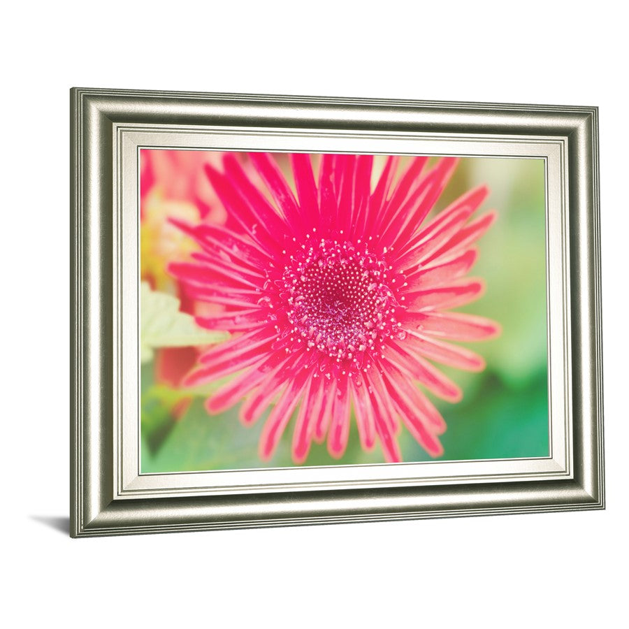 Classy Living Pink Bloom Wall Art 26x22in | Contemporary Floral Graphic Art in Silver Serenity MDF Frame | Living Room & Bedroom Decor | 1 x | Model 8240