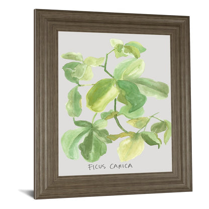 Classy Living Fig Leaf Harmony Wall Art 22x26in | Transitional Tranquil Ash MDF Frame | Living Room & Bedroom Botanical Decor | 1 x 22 x 26 in | Model 8461