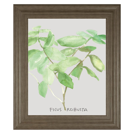 Classy Living Ficus Elegance 22x26in Wall Art | Transitional Tranquil Ash MDF Frame with Real Glass | Living Room & Office Botanical Decor | Model 8462