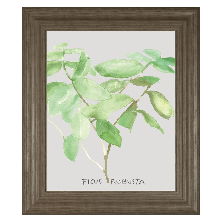Classy Living Ficus Elegance 22x26in Wall Art | Transitional Tranquil Ash MDF Frame with Real Glass | Living Room & Office Botanical Decor | Model 8462