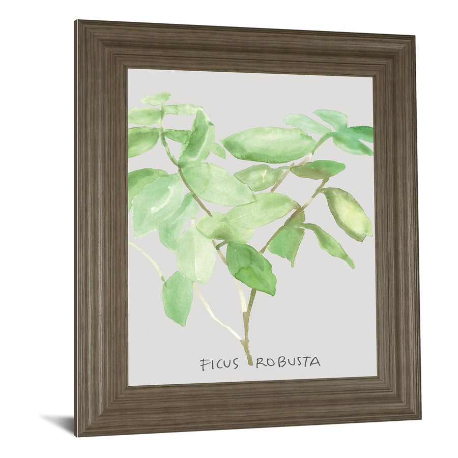 Classy Living Ficus Elegance 22x26in Wall Art | Transitional Tranquil Ash MDF Frame with Real Glass | Living Room & Office Botanical Decor | Model 8462