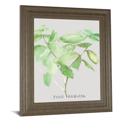 Classy Living Ficus Elegance 22x26in Wall Art | Transitional Tranquil Ash MDF Frame with Real Glass | Living Room & Office Botanical Decor | Model 8462