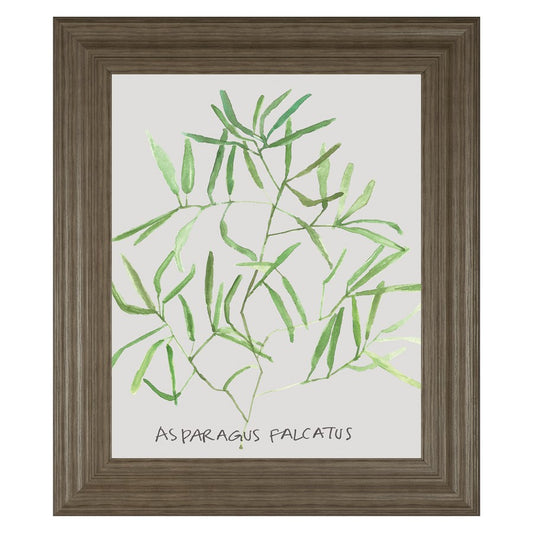 Classy Living Asparagus Falcatus Wall Art 22x26in | Transitional Tranquil Ash MDF Frame | Living Room & Office Decor | 22 x 26 x 1 in | Model 8464