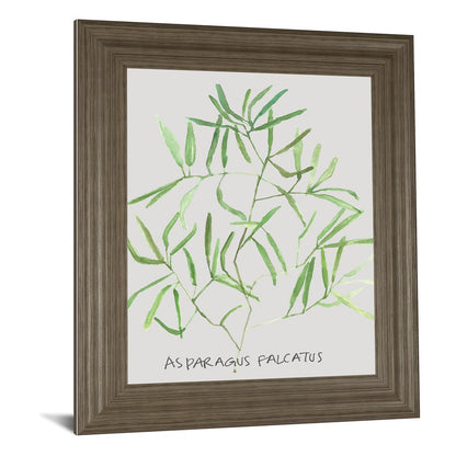 Classy Living Asparagus Falcatus Wall Art 22x26in | Transitional Tranquil Ash MDF Frame | Living Room & Office Decor | 22 x 26 x 1 in | Model 8464