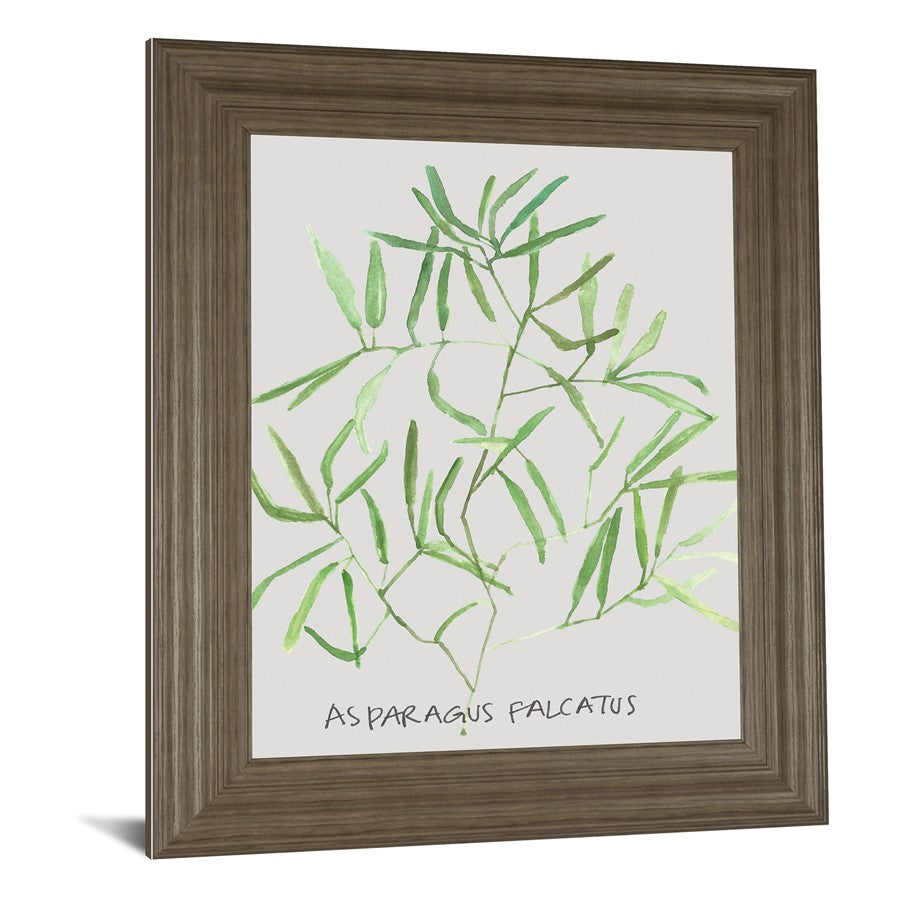 Classy Living Asparagus Falcatus Wall Art 22x26in | Transitional Tranquil Ash MDF Frame | Living Room & Office Decor | 22 x 26 x 1 in | Model 8464