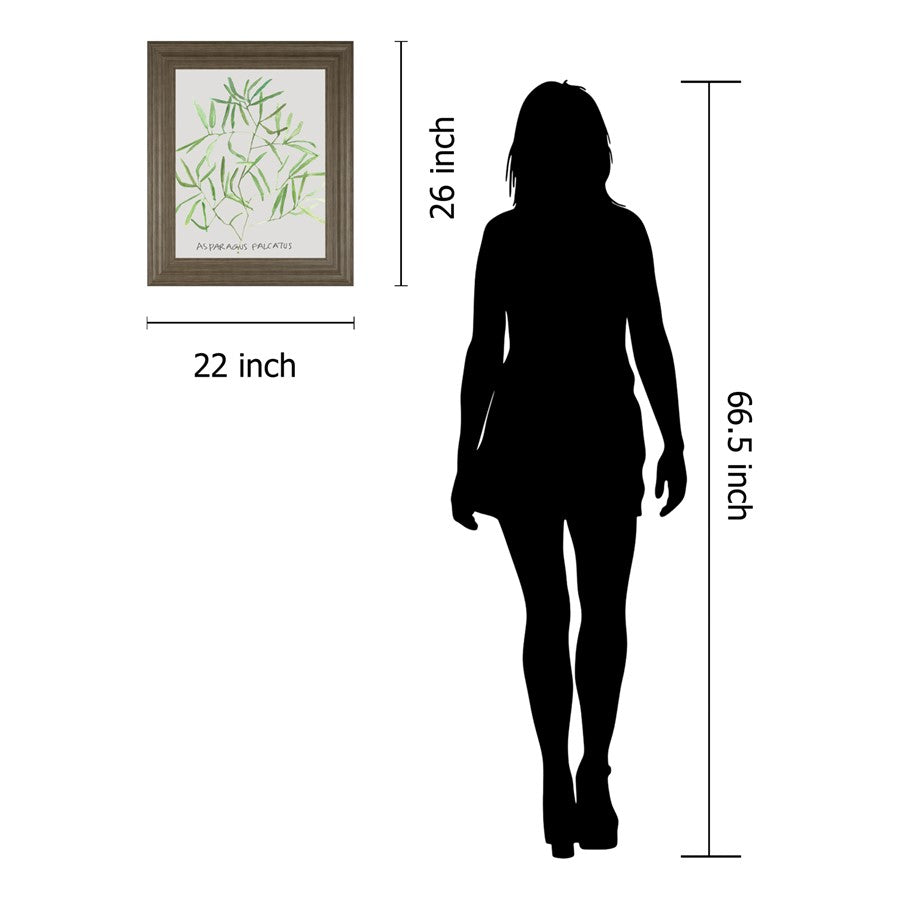 Classy Living Asparagus Falcatus Wall Art 22x26in | Transitional Tranquil Ash MDF Frame | Living Room & Office Decor | 22 x 26 x 1 in | Model 8464