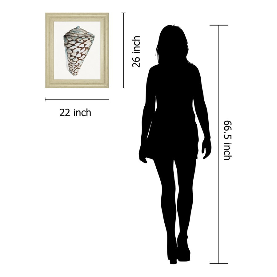 Classy Living Coastal Shell Wall Art 22x26in | Transitional Ivory MDF Frame with Paper Print | Living Room & Bedroom Decor | 1 x 22 x 26 in | Model 8489