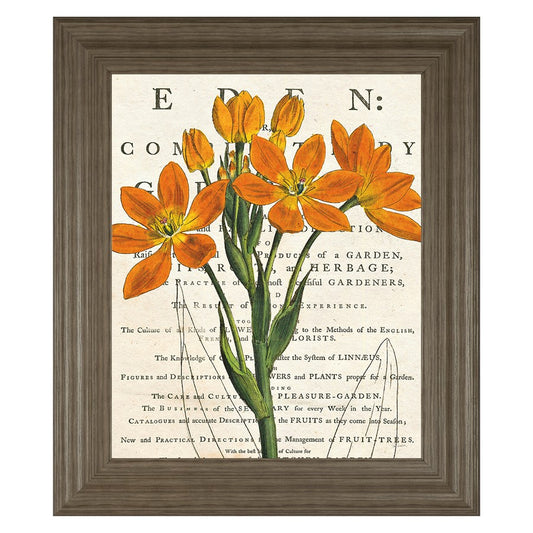 Classy Living Orange Blooms Wall Art 22x26in | Transitional Multicolor Botanical on Vintage Text | Living Room & Office Decor | 1 x 22 x 26 in | Model 8505