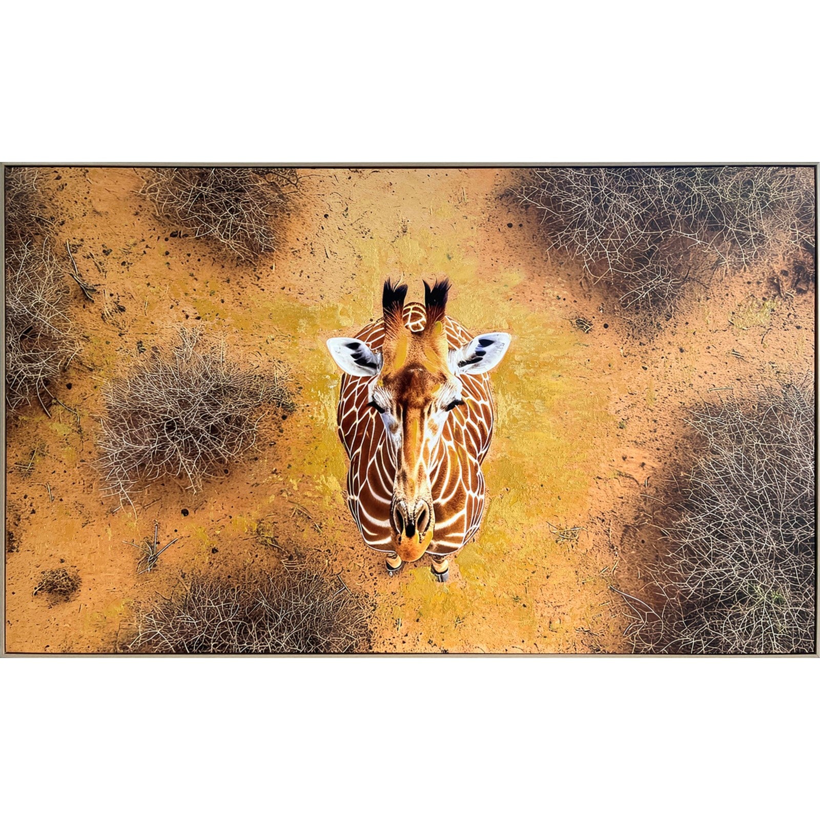 Classy Living Untamed Savanna Gaze 36"x60", Brown/Tan/Black/Ivory