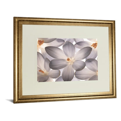 Classy Living Petal Whisper 40x34in Wall Art | Transitional Gilded Radiance MDF Frame | Living Room & Bedroom Botanical Decor | 1 x 40 x 34 | Model DM5527