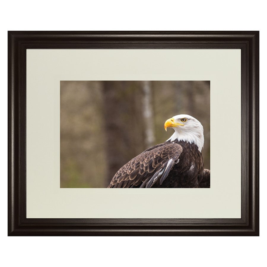 Classy Living Regal Eagle 40x34in Wall Art | Contemporary Dark Chocolate MDF Frame | Living Room & Office Decor | 1 x 40 x 34 in | Model DM5567