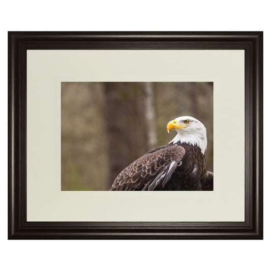 Classy Living Regal Eagle 40x34in Wall Art | Contemporary Dark Chocolate MDF Frame | Living Room & Office Decor | 1 x 40 x 34 in | Model DM5567