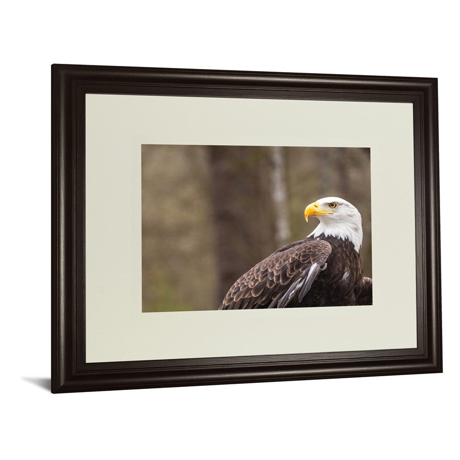 Classy Living Regal Eagle 40x34in Wall Art | Contemporary Dark Chocolate MDF Frame | Living Room & Office Decor | 1 x 40 x 34 in | Model DM5567