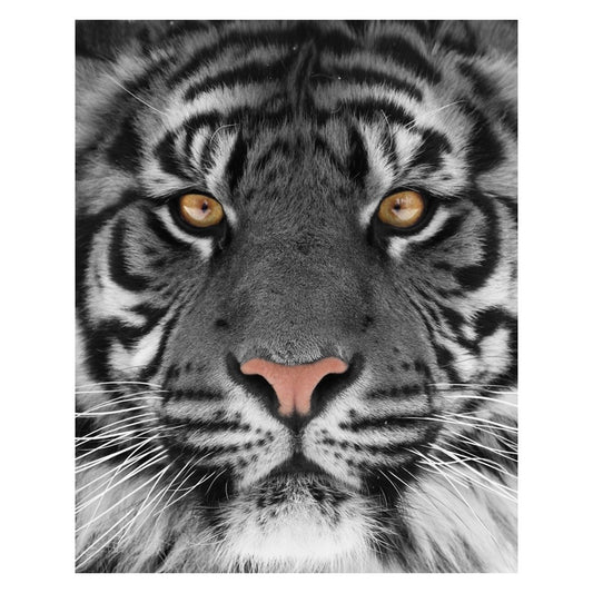 Classy Living Eye of the Tigerless 40x60in Wall Art | Contemporary Multicolor Tempered Glass | Living Room & Office Decor | 40 x 60 x 0.125 | Model SF1225