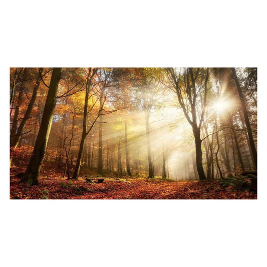 Classy Living Sunlight in Woods 60x40in Wall Art | Contemporary Frameless Tempered Glass | Living Room & Office Statement Piece | 60 x 40 x | Model SF1344