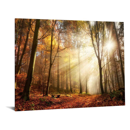Classy Living Sunlight in Woods 60x40in Wall Art | Contemporary Frameless Tempered Glass | Living Room & Office Statement Piece | 60 x 40 x | Model SF1344