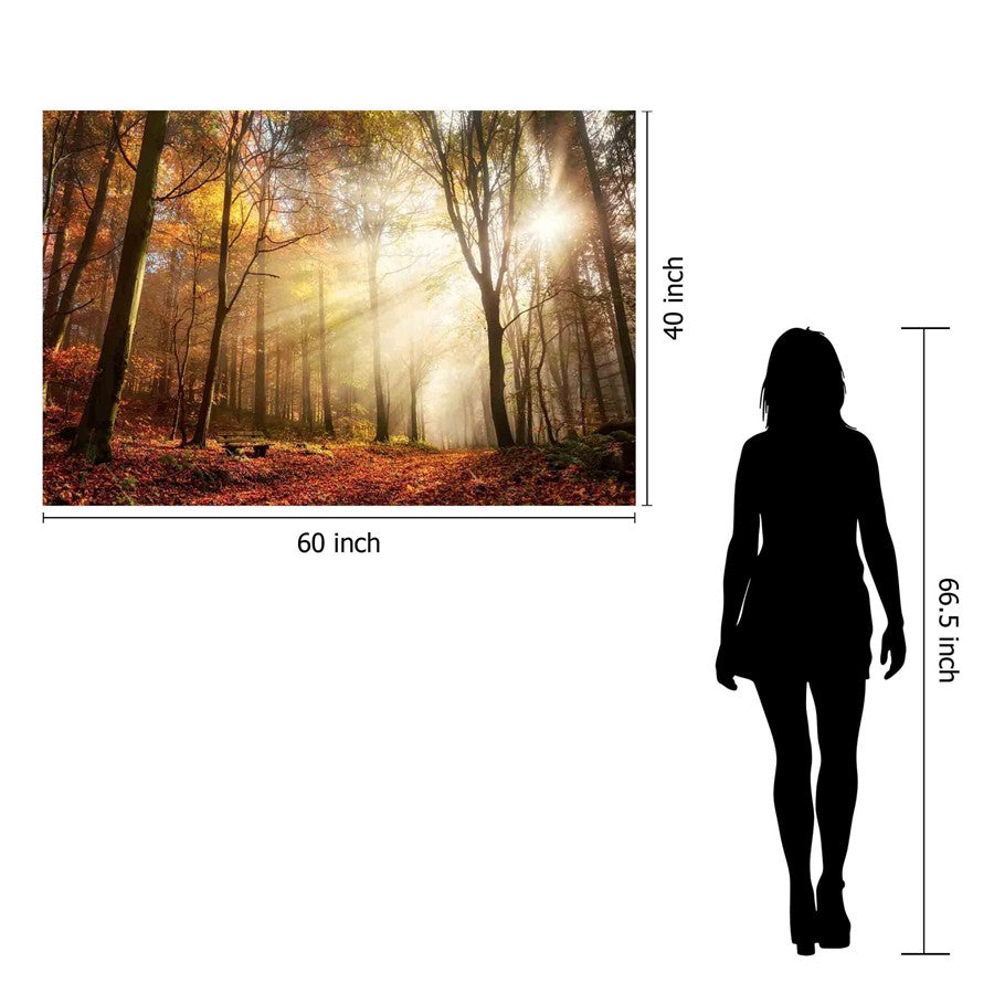 Classy Living Sunlight in Woods 60x40in Wall Art | Contemporary Frameless Tempered Glass | Living Room & Office Statement Piece | 60 x 40 x | Model SF1344