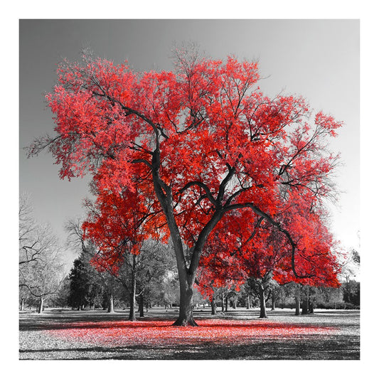 Classy Living Red Oak 50in Square Wall Art | Contemporary Red and Multicolor Tempered Glass | Living Room & Office Decor | 50 x 50 x 0.125 | Model SF1373