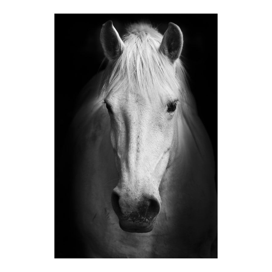 Classy Living White Horse 40x60in Frameless Glass Wall Art | Contemporary Black & White Horse Photography | Living Room & Office Decor | 40 | Model SF1375