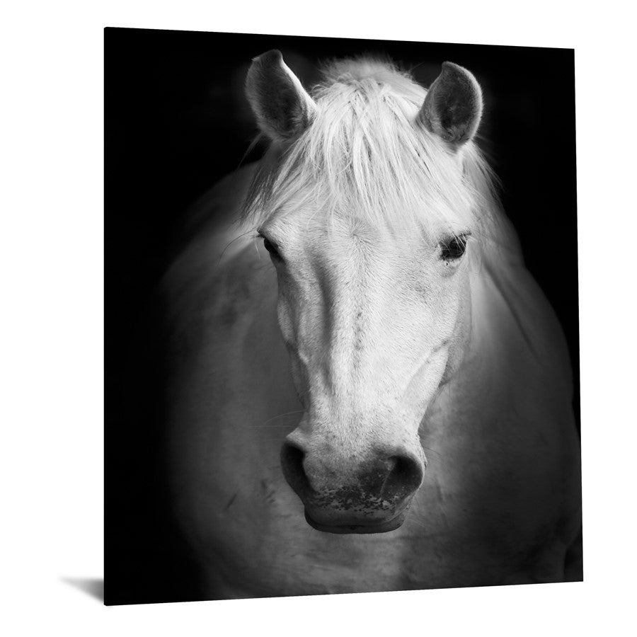 Classy Living White Horse 40x60in Frameless Glass Wall Art | Contemporary Black & White Horse Photography | Living Room & Office Decor | 40 | Model SF1375