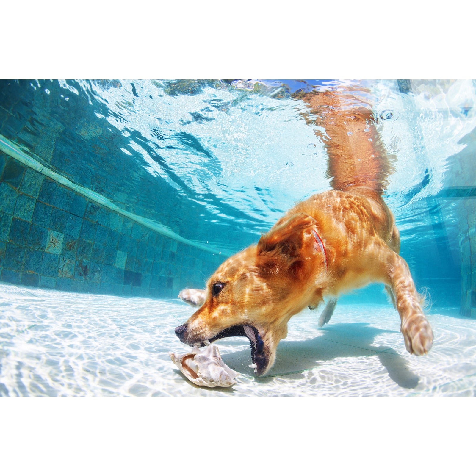 Classy Living Adventurous Poolside Retriever 40"x60", Blue/White/Tan