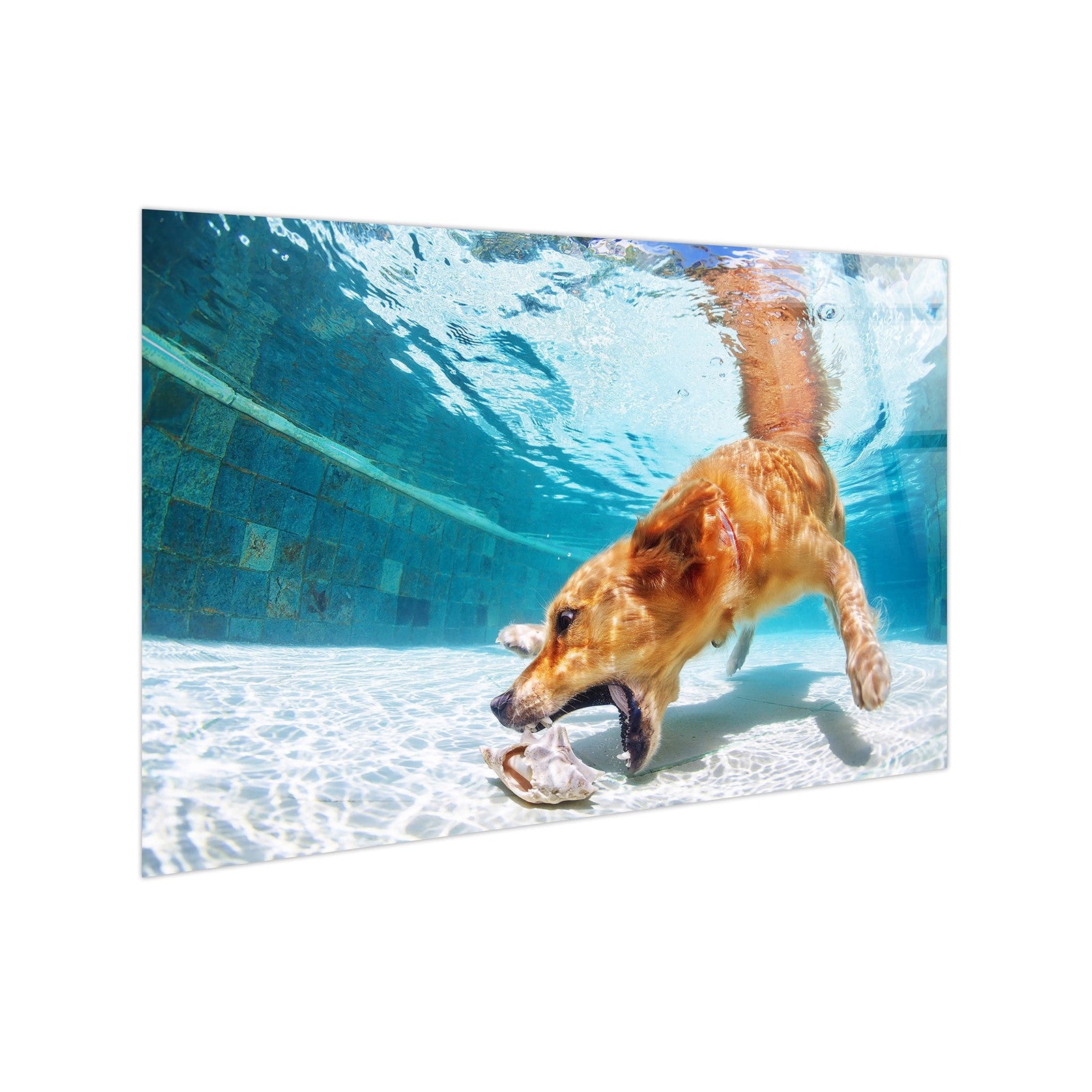 Classy Living Adventurous Poolside Retriever 40"x60", Blue/White/Tan