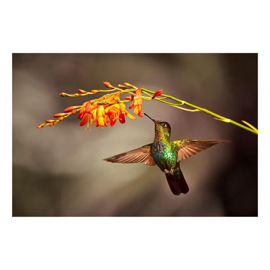 Classy Living Flutter 60x40in Frameless Glass Wall Art | Contemporary Multicolor Hummingbird & Blossoms | Living Room & Bedroom Decor | 60 | Model SF1388