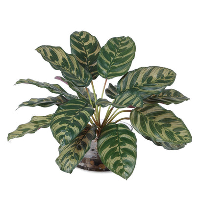 Uttermost Peacock Plant Accent | Green Faux Plant in Glass Vase | Living Room & Office Decor | 15.5 x 15.5 x 13 in | Model 60273