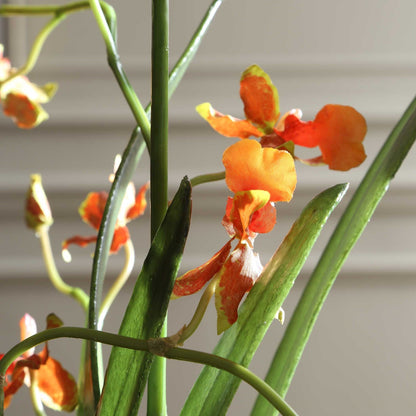 Uttermost Dancing Orchid in Glass Vase | Orange Faux Orchid | Living Room & Office Decor | 26 x 17.5 x 35 in | Model 60275